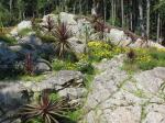 Glacier Gardens